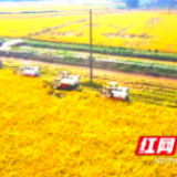 航拍｜益阳赫山欧江岔镇大户抢抓晴好天气收割水稻