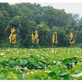 视频 | 益阳赫山：雨后新荷初绽，满屏都是夏天的味道！