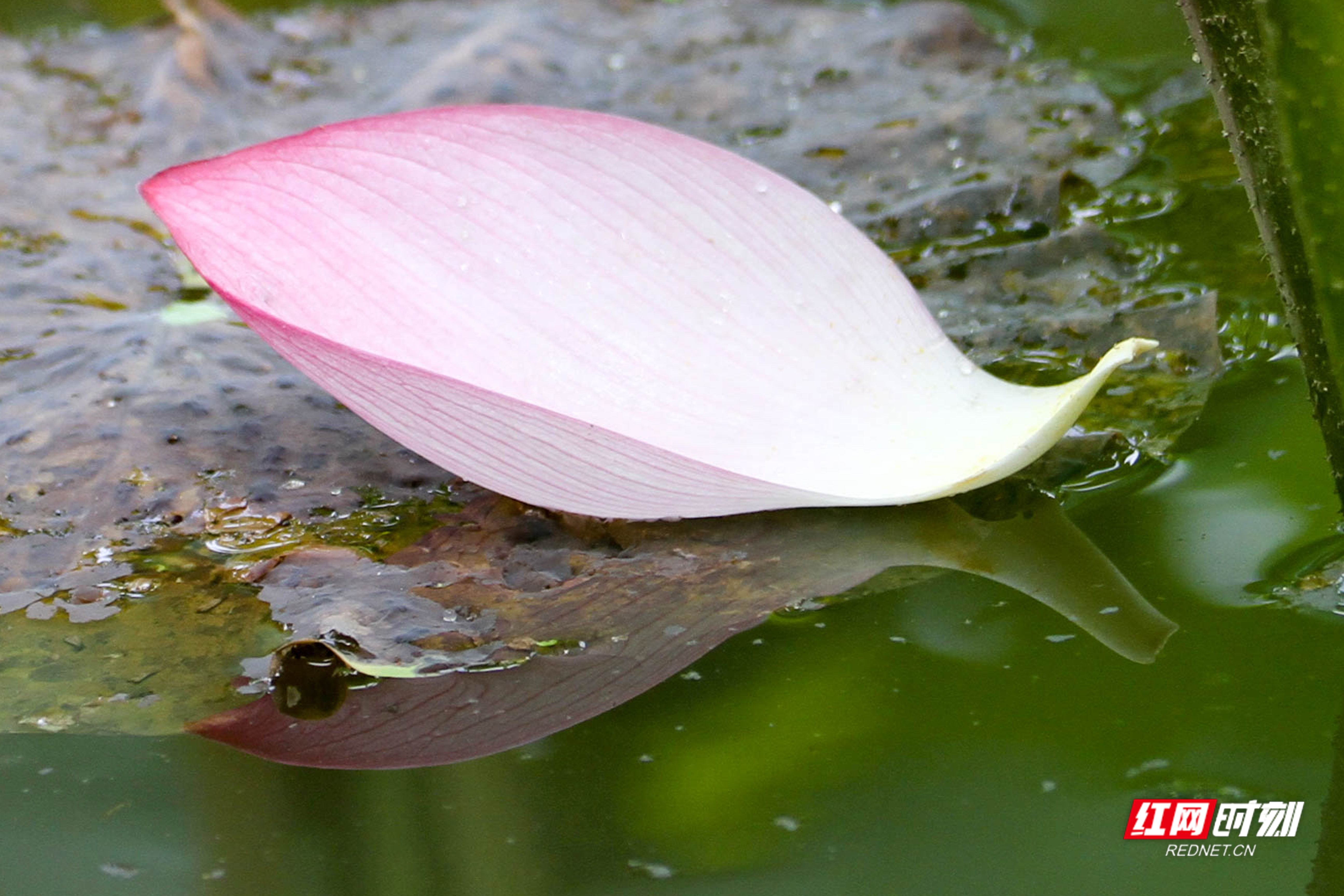 池中的花瓣若小船般，载满了雨珠，在水中飘荡。