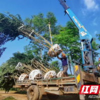 沅江：苗木产业当“先锋”  乡村振兴开新局