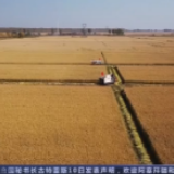 丰收啦!富硒水稻、机收玉米……南北各地抢收快收正当时