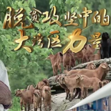 脱贫攻坚丨港资助“亚洲第一羊”走出巴蜀大山