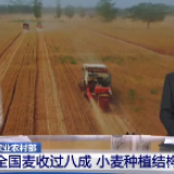 小麦种植结构持续调优 华北主产区迎来麦收高峰