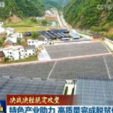 决战决胜脱贫攻坚丨特色产业助力 高质量完成脱贫任务