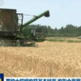夏粮大规模收获基本结束 收购全面展开
