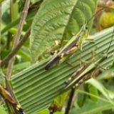 大量蝗虫入境云南，会飞到湖南来吗？