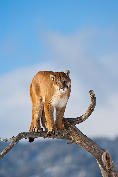 东部美洲狮已经确认灭绝;佛罗里达美洲狮严重濒危,野生数量仅500只且