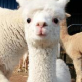 一个被羊驼改变的村庄