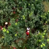 【丰收中国】福建永泰：蜜柚果飘香 “小火车”助力果园搬运轻松搞定