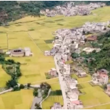 【丰收中国】福建：千亩梯田水稻成熟 15.3万亩杂交水稻种子喜获丰收