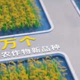 【奋斗百年路 启航新征程】数说农业科研人员重要的天然实验室南繁基地