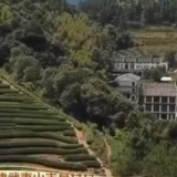 茶叶叶怎么变成金叶叶？湖北、福建村民道出致富经