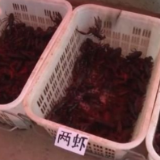 德州扒鸡VS小龙虾 火遍全网的“实力派” 美食你Pick哪个？