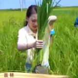 走进乡村看小康 | 果实之城绿潮涌 黑土地上稻花香