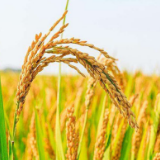 早稻收购进入高峰期 至8月上旬，全省早稻收购已入库50万吨