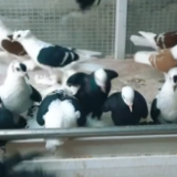 这里是新疆 | 日孜万古力的幸福之“鸽”