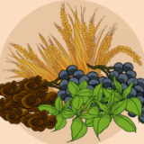 长图丨丰收时节话桑麻