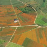 走进乡村看小康 | 云南曲靖:万寿菊盛放 花海助增收