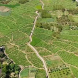 走进乡村看小康 | 福建永泰:茉莉香满园 “春光”无限好