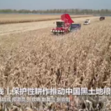 全球连线丨保护性耕作推动中国黑土地粮丰地肥