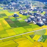 广西柳州万亩稻田迎丰收 风吹稻浪美如画