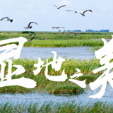 湿地之美|内蒙古额尔古纳湿地