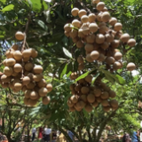 越南龙眼季节收获忙 中国市场助当地果农走上致富大道
