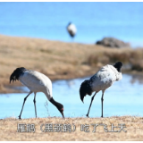 全球连线｜高原护鹤员陈光会：守鹤十九年