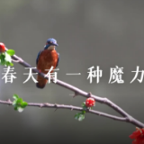 短视频 | 春天的约定