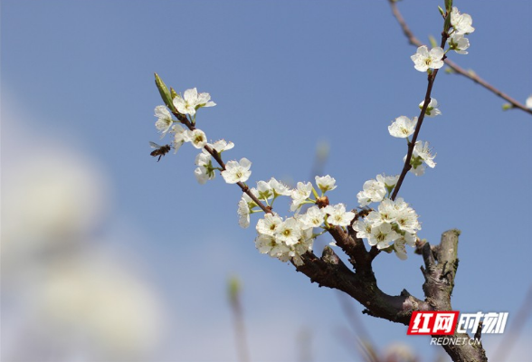 @湖南人 春光无限好，这些踏春赏花之地美不胜收，请收下！