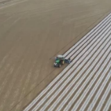 新疆棉区意向面积同比增长2% 巴楚县实现棉田全程机械化作业和高效节水灌溉