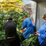 特写：一名蔬菜货运司机的600公里