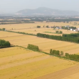 大国“粮”策 | 寻种：小小种子，现代农业背后的“芯片”