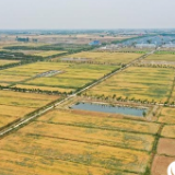 看中国·千家万户的事 安徽小岗村的乡村振兴新图景