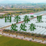 我与总书记“同框”丨“四季春”里处处春
