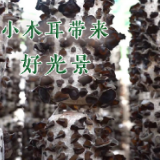 我与总书记“同框”丨小木耳带来好光景