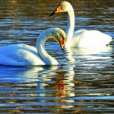 青海完成越冬水鸟同步调查