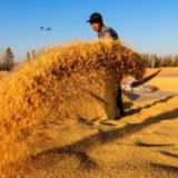 把饭碗牢牢端在自己手中：我国粮食产量连续8年超1.3万亿斤