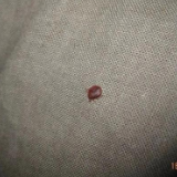 已蔓延至亚洲！多国爆发“臭虫危机”，如何预防？