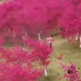 云南宜良：千亩樱花盛放 花海绚丽如画