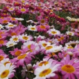 重庆山城花开春来早 万般红紫竞芳菲