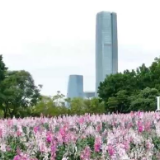 福建厦门：万株郁金香盛放 乐享美好春光