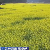 油菜花朝气蓬勃惹人爱 雨水前后报春来