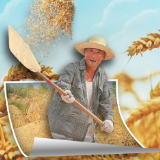 联播+｜夏收时节 习近平“粮”言话农桑