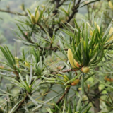 “植物大熊猫”银杉迎来新生