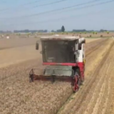 麦收季遇到连续阴雨天 河南新乡采取互助形式保障小麦晾晒