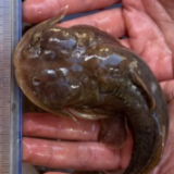 消失40多年后再次现身 青海重现青藏高原濒危珍稀鱼类