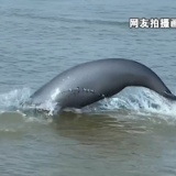 江豚数量多了、渔民安顿好了……禁渔三年长江流域有这些变化