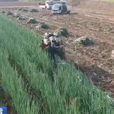 收大葱、收晚稻、修水利……“迎冬小雪至” 农事活动忙