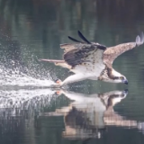清水荡碧波,候鸟舞翩跹!“数字+人工”多方位“保护网”逐步完善